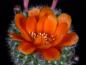 Preview: Flower of mother plant